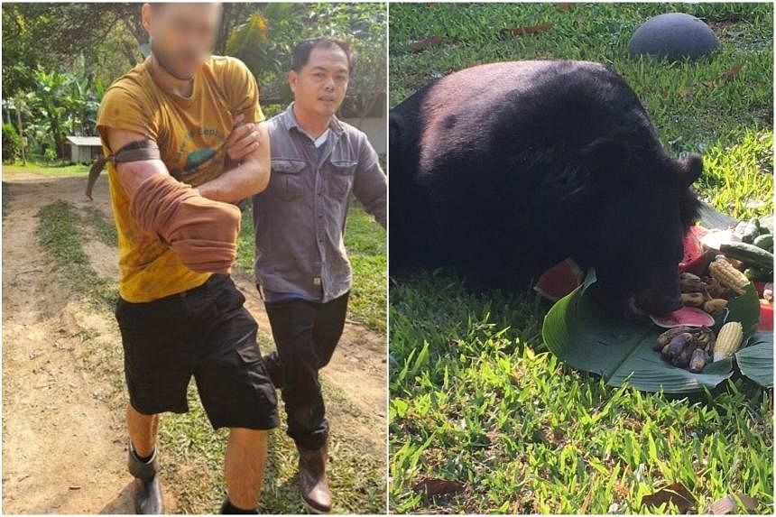 Volunteer cuts off his arm to escape bear in Thailand