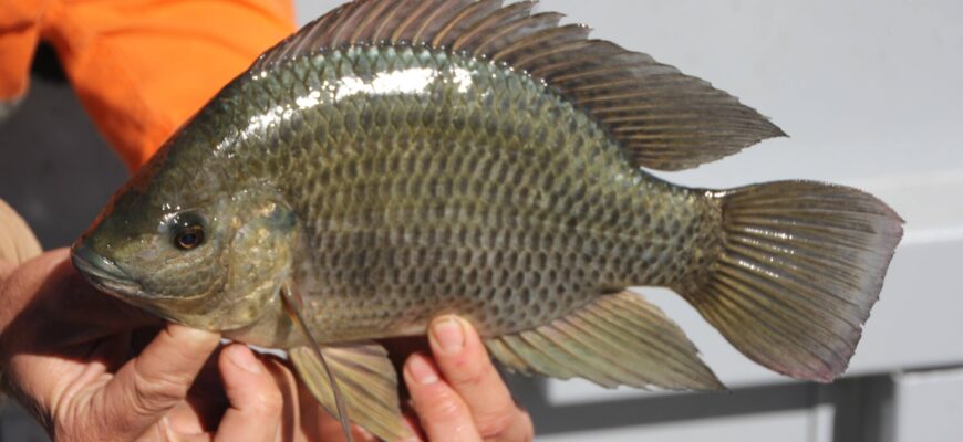 Blackfin Tilapia