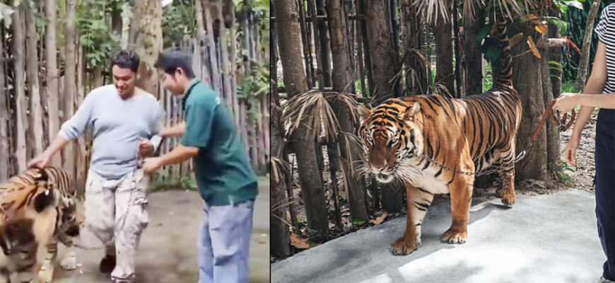 tiger walks