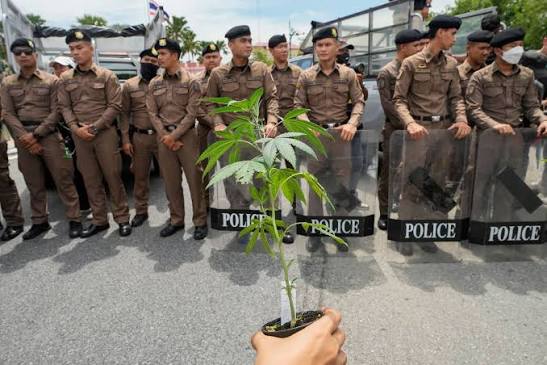 Thailand tightens controls on cannabis trade